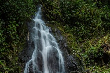 a waterfall in a forest